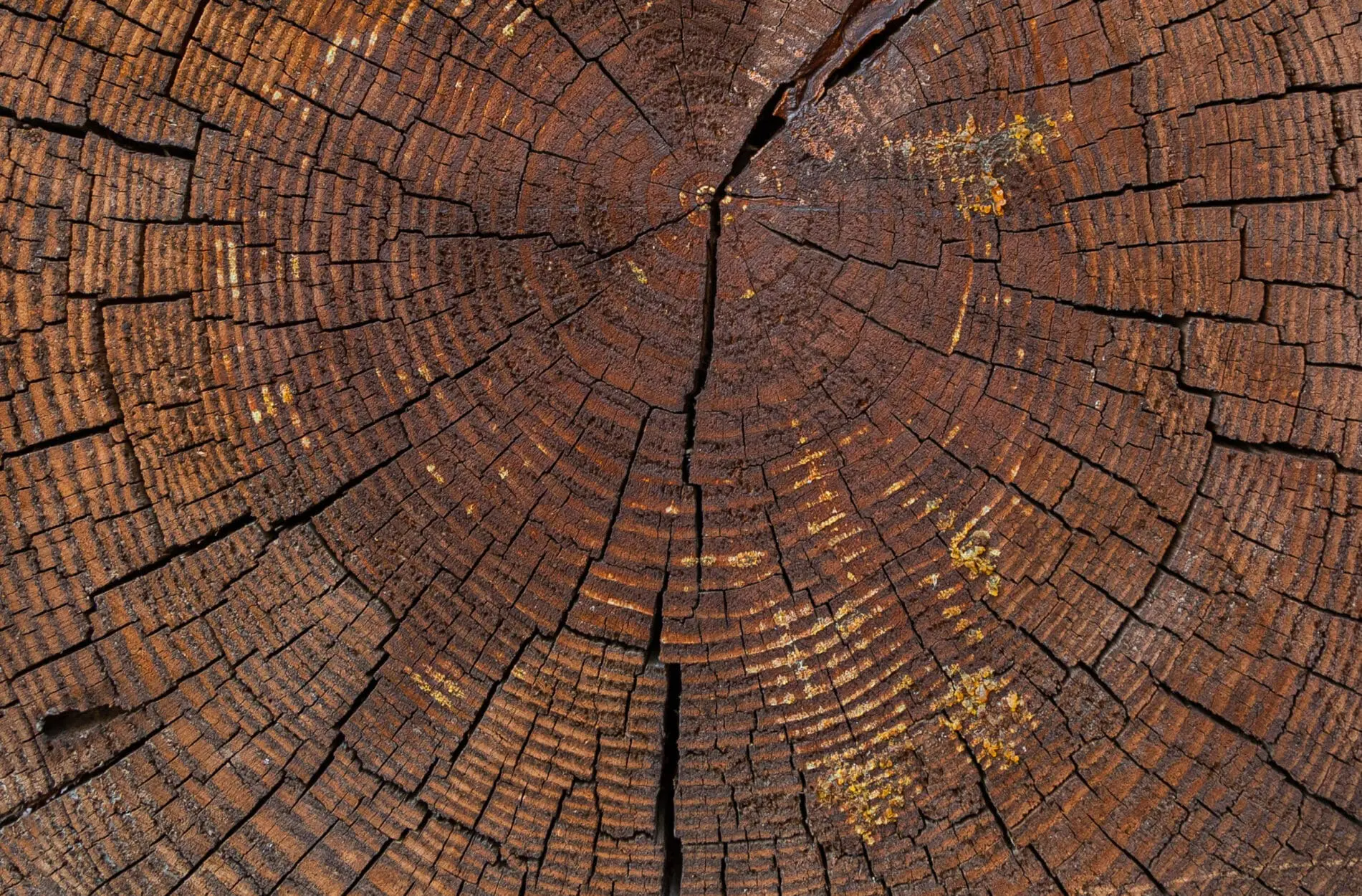 Close-up Of Dry Cut Log With Annual Rings Close-up Of Dry Cut Log With Annual Rings