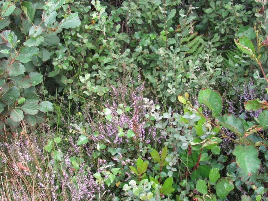Mixed Species Woodland Regeneration VC