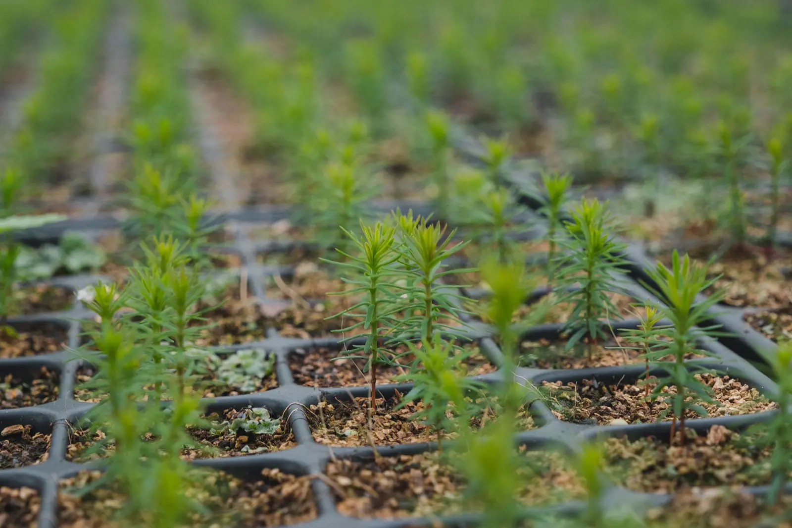 Western-red-cedar-Delamere-Nursery-Rupert-Barry-Forestry-England Western-red-cedar-Delamere-Nursery-Rupert-Barry-Forestry-England