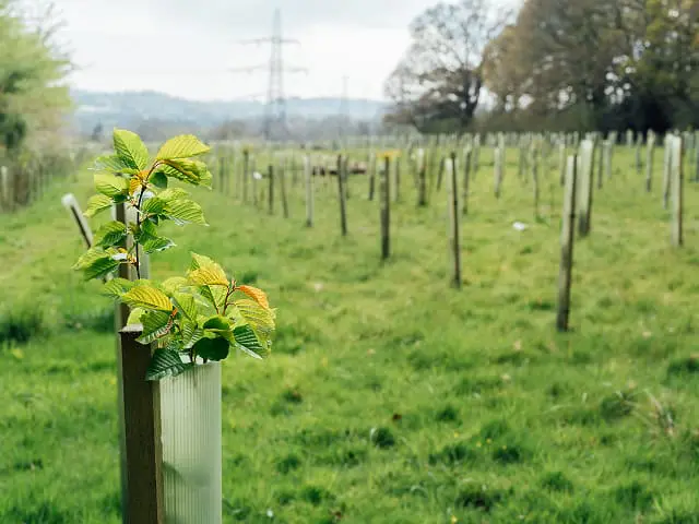 CCH-Establishing-New-Woodland-x-