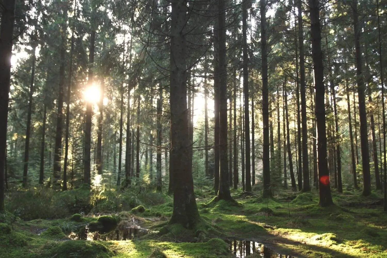 Trees_sunlight_forest_of_dean_content_non-organic_
