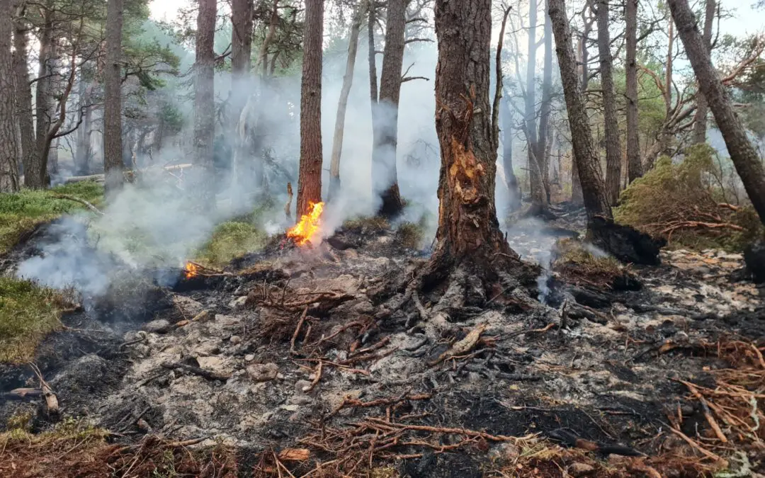 Anatomy of the Cairngorms wildfire