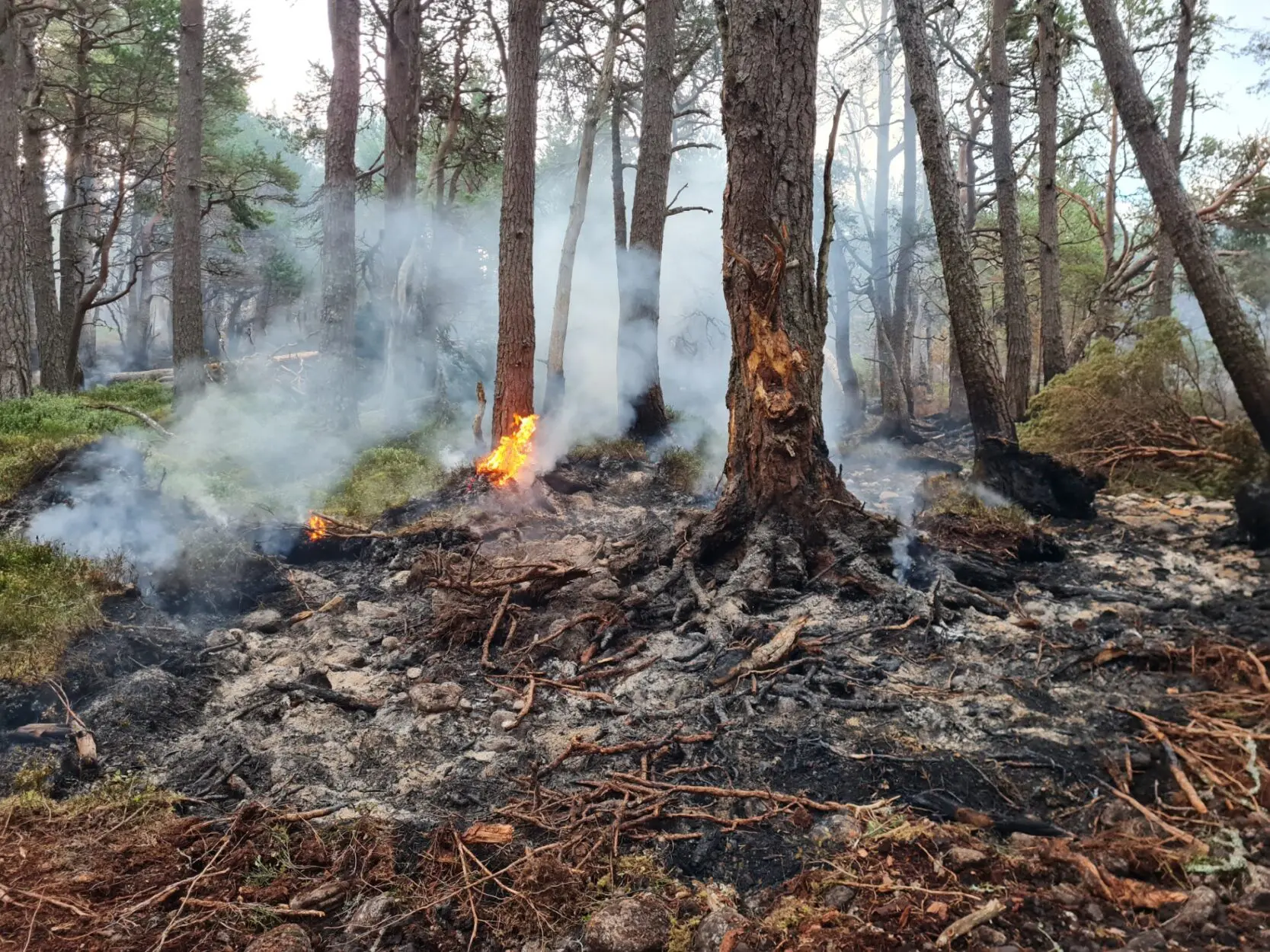 Wildfire Blog